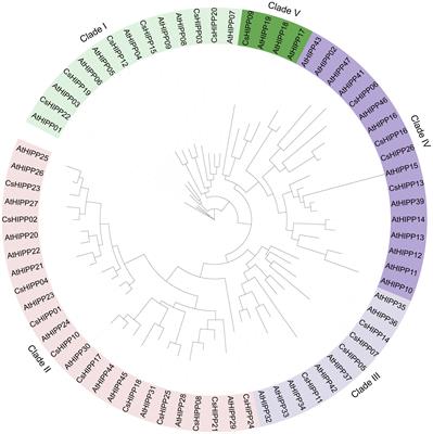 Genome-wide characterization of heavy metal-associated isoprenylated plant protein gene family from Citrus sinensis in response to huanglongbing